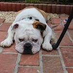 リトル ランカ - 