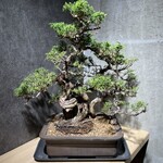 飛田珈琲 - 