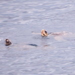 The Point Resort - プールから たまに亀みれます w