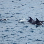 The Point Resort - 毎日、イルカ 観れます