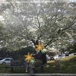 道の駅十三湖高原・トーサムグリーンパーク - ベンチでまったり♪この日は桜が満開でした(*^^*)