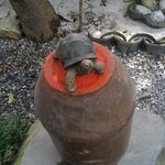 阿左美冷蔵 - カメのオブジェ