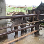 The Royal Paradise Hotel & Spa - 