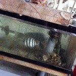 田子の浦港 漁協食堂 - 