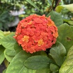 夢の島カフェ - 