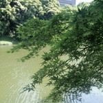 九段一茶庵 - 大泉水に新緑の紅葉が綺麗に映えます