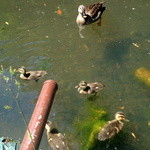 九段一茶庵 - 鴨の親子…何故か「鴨の陶板焼き」を想い出し涎が…