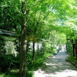 九段一茶庵 - 緑が目に眩しい季節です！
