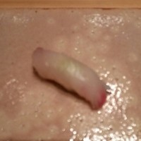 東山 ハイアット リージェンシー 京都 - なんだったかしら…、ハマチじゃないし…。失念しました。