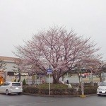 Oidon - さがみ野駅北側ロータリーの桜