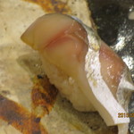 小判寿司 - 〆サバ