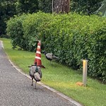 はいむるぶし - 