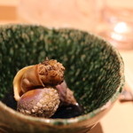 北海道のツブ貝