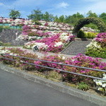 散歩道 - 公園のつつじが盛りでした