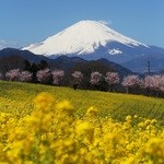 みや古食堂 - 富士見塚の菜の花と桜(1)(2015.3)