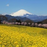 みや古食堂 - 富士見塚の菜の花と桜(2)(2015.3)