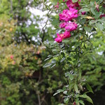 SEWING TABLE COFFEE - 庭