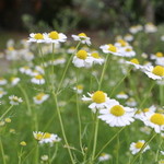 SEWING TABLE COFFEE - 庭