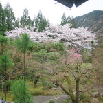 洛北荘 - '15.04.05（日）　客室より裏山