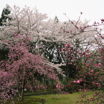 洛北荘 - '15.04.06（月）　桜と桃