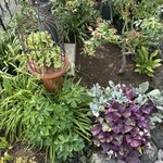 英国式紅茶とガーデニング　セリーズハウス - 