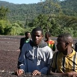 白金台珈琲 Kuromimi Lapin - 