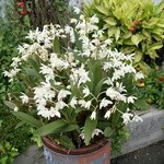 グリーティング - 蘭の花が咲いてました。