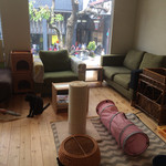 Cat Cafe Nekobiyaka - 店内は明るいです❤︎