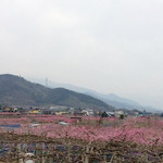 ほうとう処　いしはら - 日本一の桃源郷・笛吹市は桃の花が満開でした！