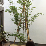 カプリ コーヒー ビーンズ - 1階カウンターから中庭を望む