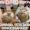 ハリネズミ専門Cafe ハリーウッド 名古屋栄店