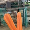 こあがりcafe ろっか