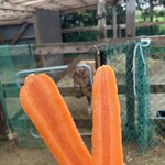 こあがりcafe ろっか - 料理写真:オーナーから頂いた人参