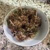 大倉たこやき店