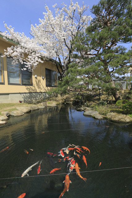 和食 大黒天（【旧店名】料亭翠雲） - 七日町（日本料理）の写真