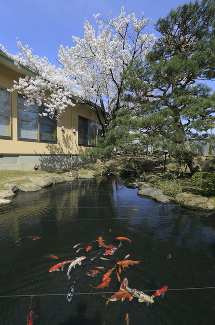 和食 大黒天（【旧店名】料亭翠雲） - 七日町（日本料理）の写真