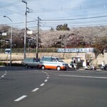 平澤かまぼこ - 飛鳥山公園桜