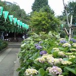 ワンズドライブ - 白山神社あじさい