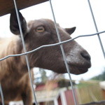 My Chosen Cafe - 裏の動物たち