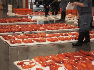 Maguro Ippon - 焼津魚市場　金目鯛の水揚げ風景
