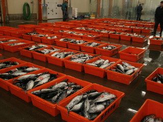 Maguro Ippon - 焼津魚市場　カツオの水揚げ風景