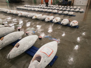 Maguro Ippon - 焼津魚市場　マグロのせり場の風景