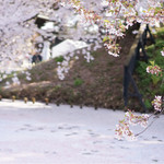 エーファクトリー - 弘前城の桜です