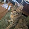 保護猫カフェ 廣島ねこ奉行 - 無垢な瞳が可愛すぎる