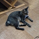 保護猫カフェ 廣島ねこ奉行 - まったりしてる猫が可愛すぎる