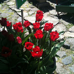 麦浪 - 咲き誇るチューリップ