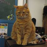 たまゆらん - いつも寝てて済みませんのサヴォン君(2015.05)