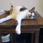 たまゆらん - ヅラヅラ(2015.05)