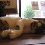 たまゆらん - 寝てるときは舌出してるヅラヅラ君のアップ(2015.05)