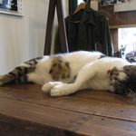 たまゆらん - 寝てるときは舌出してるヅラヅラ君(2015.05)